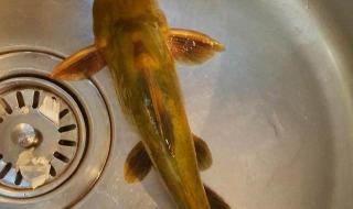黄辣丁鱼的做法 黄辣丁鱼的做法